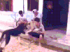 搞笑 狗狗 握手 脸盆