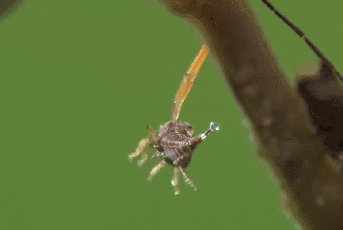 昆虫 模仿大师：哥斯达黎加昆虫 甲虫 纪录片