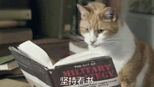 猫猫 可爱 翻书 坚持看书