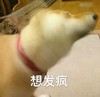 二汪 发疯 搞笑 可爱