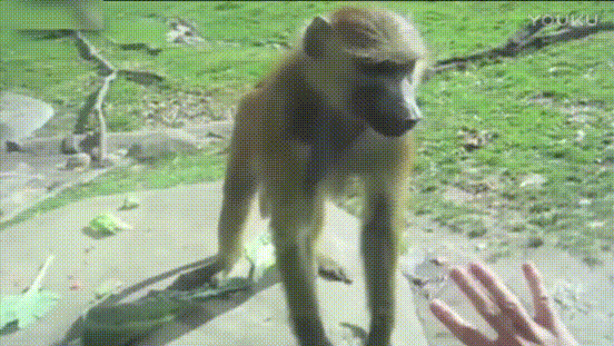 猴子 伸手 转身 拍屁股