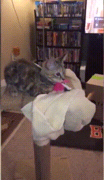 喵星人 搞笑 萌宠 可爱 猫咪