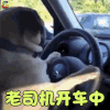 萌宠 狗 哥在开车 搞怪 soogif soogif出品