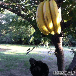 大猩猩 香蕉 搞笑 逗比