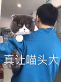 猫咪 喵星人 真让喵头大 搞笑 斗图