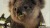 考拉 koala