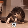 秀 赞 猫 可爱 呆萌