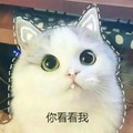 喵星人 可爱 你看看我 软萌猫咪