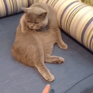 猫 沙发 爪子 休息