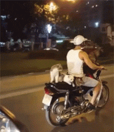 骑车 兜风 猫咪 不用安全带