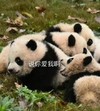 萌宠 熊猫 说你爱我吗 爱我吗 呆萌 可爱