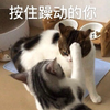 萌宠 猫星人 按住躁动的你 别说了 呆萌 可爱