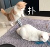 萌宠 猫星人 扑倒 呆萌 可爱