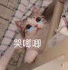 萌宠 猫星人 哭唧唧 难受 呆萌 可爱