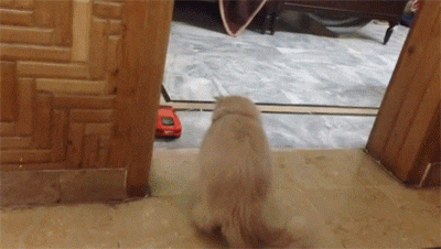 猫咪 害怕 楼梯 电动玩具车 搞笑