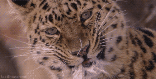 豹 伸舌头 大型猫科动物 恐怖