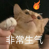 萌宠 猫星人 非常生气 气呼呼 呆萌 可爱