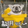 萌宠 狗 开心 超开心 soogif soogif出品