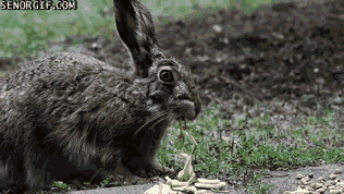 兔子 咀嚼 坐