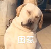 萌宠 汪星人 困了 累了 呆萌 可爱
