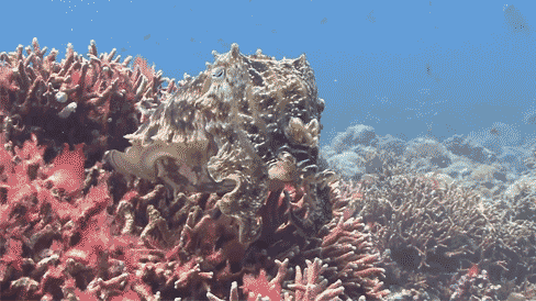 海底世界 拟态章鱼 珊瑚礁