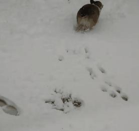 狗狗 雪地 奔跑 可爱