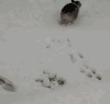 狗狗 雪地 奔跑 可爱