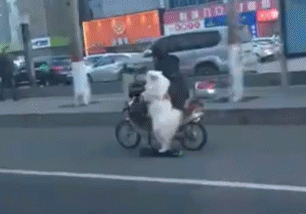 狗狗 可爱 萌宠 汪星人