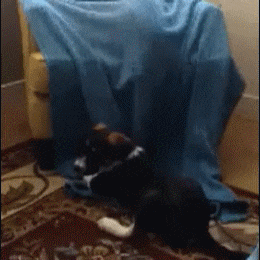 狗狗 可爱 萌宠 猫咪