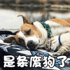 狗 萌宠 汪星人 是条废狗了 soogif soogif出品