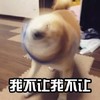 狗狗 搞笑 摇头 斗图 呆萌 我不让我不让