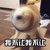 狗狗 搞笑 摇头 斗图 呆萌 我不让我不让