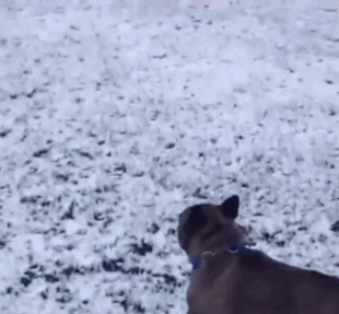 狗 雪地 奔跑 摔倒