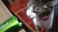 猫猫 可爱 黄瓜 吃货