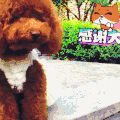 汪星人 可爱 萌宠 狗子
