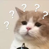 萌宠 猫星人 ？？？ 好奇 呆萌 可爱