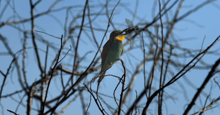吃 困难 多瑙河-欧洲的亚马逊 有趣 纪录片 鸟