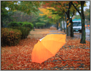 落叶 雨伞 唯美意境 雨天