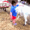 萌宠 羊 隔山打牛 搞笑
