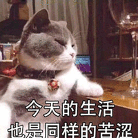 生活 苦涩 猫 搞怪 可爱