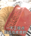 萌宠 猫咪 一天天正经点 嫌弃 搞怪 别逼逼了