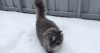 萌宠 猫 可爱