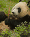 动物 熊猫 吃东西 呆萌