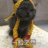 猫咪 恶搞 毛线辫子 一脸茫然