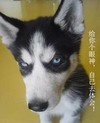 狗狗 二哈 毛茸茸 给你个眼神自己体会