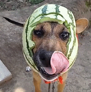 狗狗 可爱 西瓜皮 搞笑