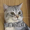 萌宠 喵星人 这谁顶得住 我受不了 呆萌 可爱
