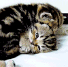 喵星人 秀恩爱 虐狗 一脸懵逼 舔毛  萌 萌宠 猫
