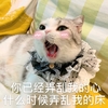 萌宠 喵星人 你已经弄乱了我的心 心动 呆萌 可爱