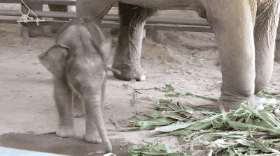 大象 elephant 动物 吃东西